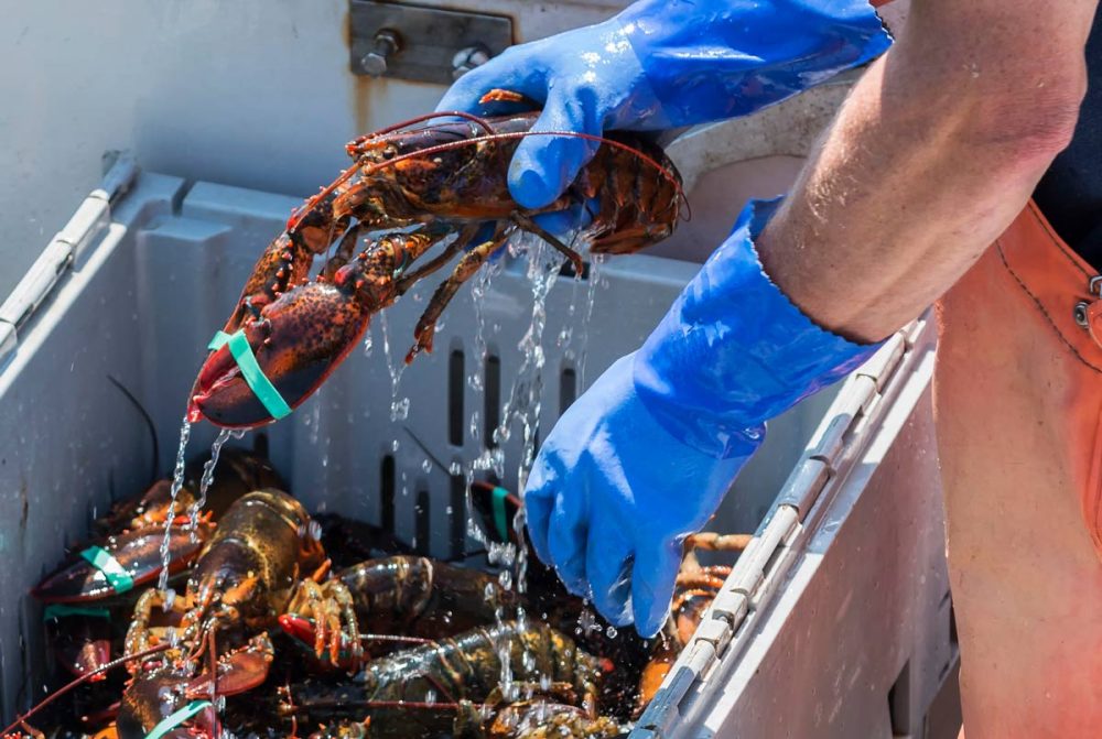 lobster