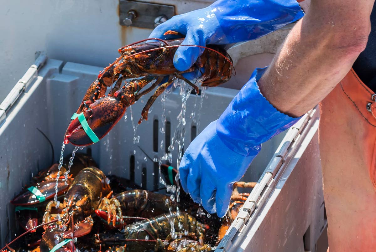 lobster